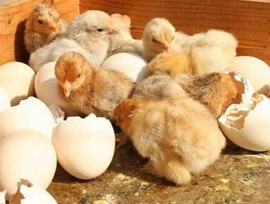 Mơ thấy trứng gà nở